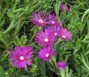 Delosperma cooperi 