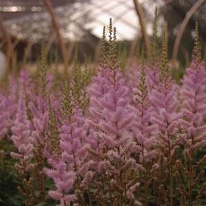 Astilbe chinensis Pumila