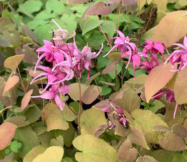 Epimedium grandiflorum 'Rose Queen' - Barrenwort from Pleasant Run Nursery