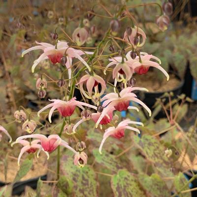 Epimedium x Pink Champagne