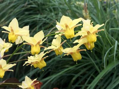 Epimedium x perralchicum Frohnleiten 