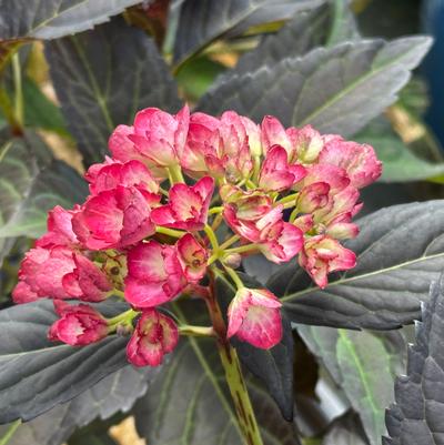 Hydrangea macrophylla Eclipse®