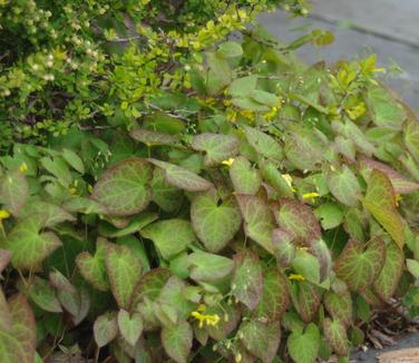 Epimedium x perralchicum Frohnleiten (@ Scott Arb)