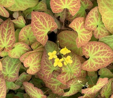 Epimedium x perralchicum Frohnleiten