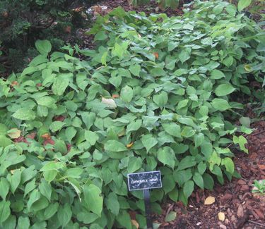 Epimedium x rubrum - Red Barrenwort (at Scott Arboretum)