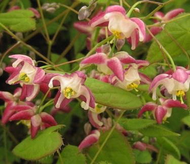 Epimedium x rubrum 