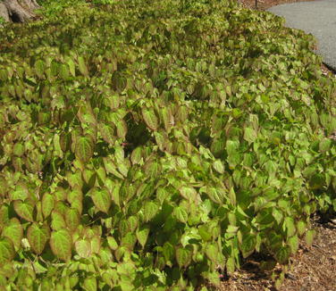 Epimedium x rubrum (@ Longwood)