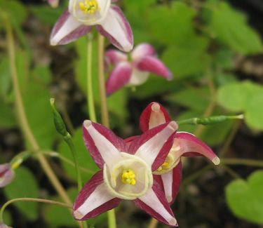 Epimedium x rubrum - Red Barrenwort