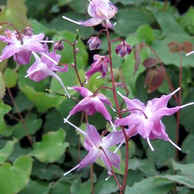 Epimedium grandiflorum Lilafee