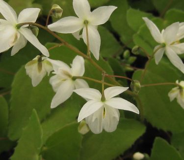 Epimedium x youngianum 'Niveum'