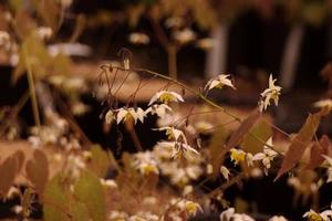 Epimedium x Mandarin Star