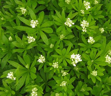 Galium odoratum - Sweet Woodruff