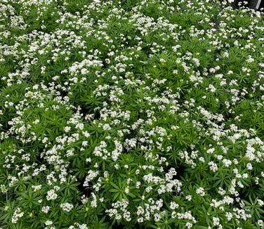 Galium odoratum - Sweet Woodruff from Pleasant Run Nursery