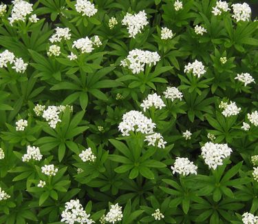 Galium odoratum - Sweet Woodruff 