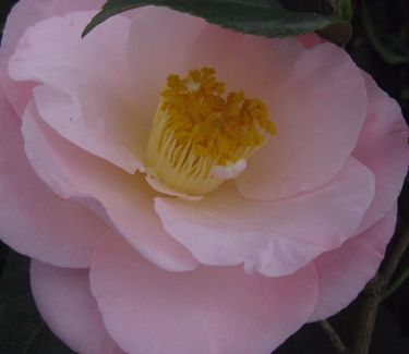 Camellia x April Blush