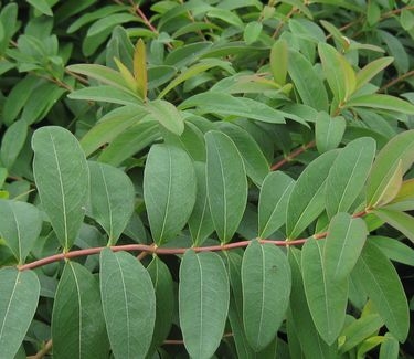 Hypericum calycinum