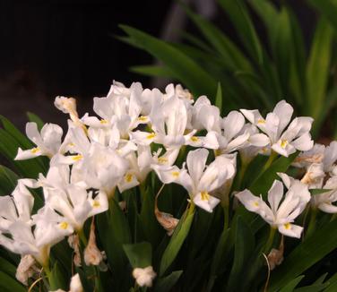 Iris cristata Tennessee White