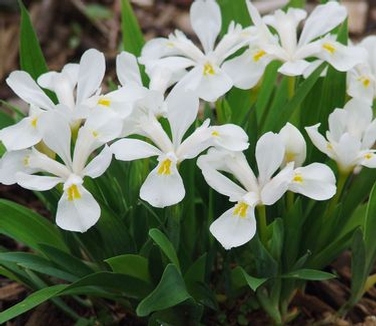 Iris cristata Tennessee White