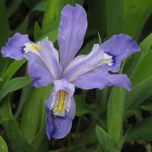 Iris cristata 