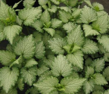 Lamium maculatum Orchid Frost - Spotted Nettle