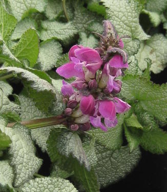 Lamium maculatum Purple Dragon - Spotted Nettle