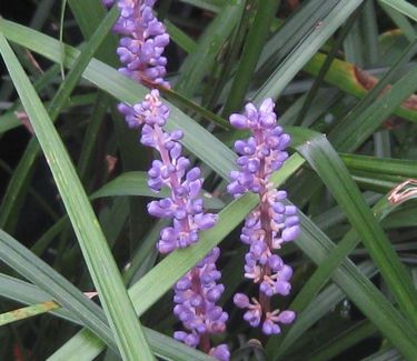 Liriope muscari 'Big Blue' - Lily-turf 