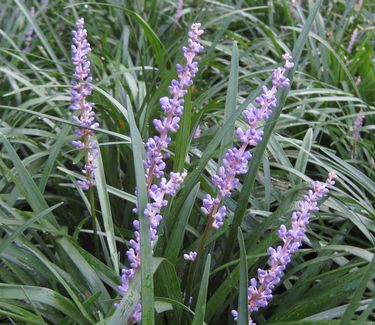 Liriope muscari Big Blue