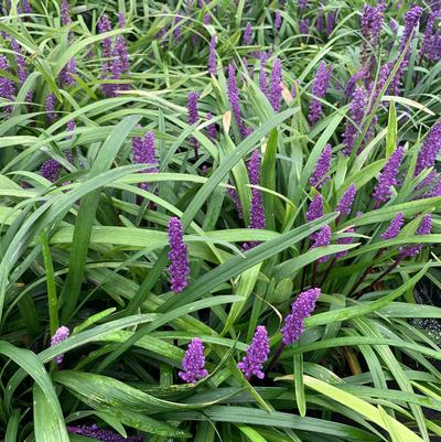 Liriope muscari Royal Purple