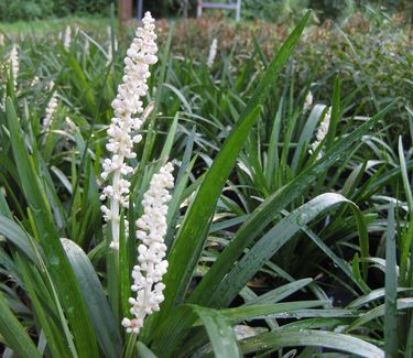 Liriope muscari Monroe White