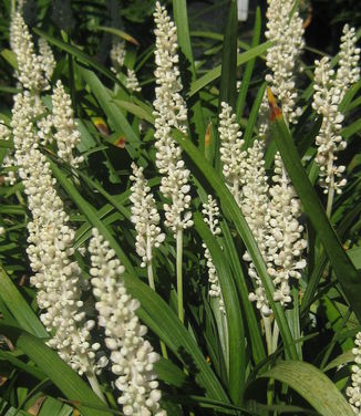 Liriope muscari Monroe White - Lily-turf