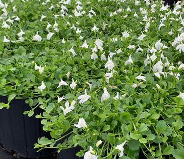 Mazus reptans 'Alba' - White Creeping Mazus from Pleasant Run Nursery