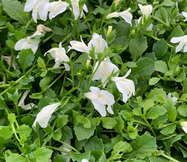 Mazus reptans 'Alba' - White Creeping Mazus from Pleasant Run Nursery