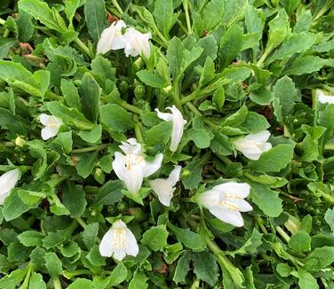 Mazus reptans 'Alba' - White Creeping Mazus from Pleasant Run Nursery