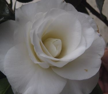 Camellia x April Snow