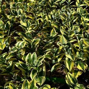 Polygonatum odoratum Angel Wing