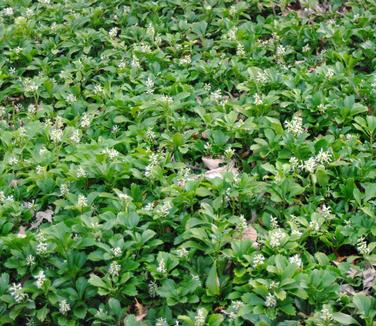 Pachysandra terminalis - Japanese Spurge