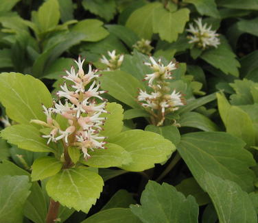 Pachysandra terminalis - Japanese Spurge