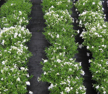 Phlox subulata Snowflake - Creeping Phlox