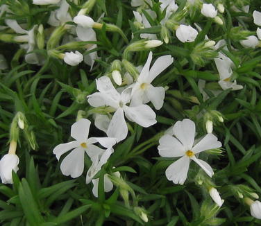 Phlox subulata Snowflake - Creeping Phlox