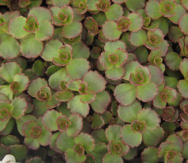 Sedum spurium Red Carpet - Two Row Stonecrop