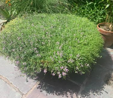 Thymus praecox 'Coccineus' - Creeping Thyme from Pleasant Run Nursery