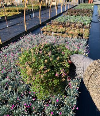 Thymus praecox 'Coccineus' - Creeping Thyme from Pleasant Run Nursery