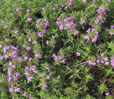 Thymus praecox 'Coccineus' - Creeping Thyme