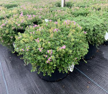 Thymus praecox 'Coccineus' - Creeping Thyme from Pleasant Run Nursery