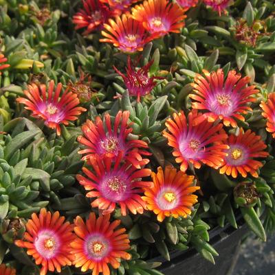 Delosperma dyeri Fire Spinner™