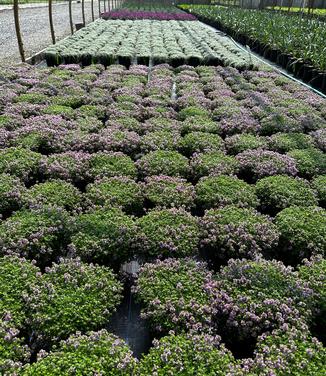 Thymus praecox 'Coccineus' - Creeping Thyme from Pleasant Run Nursery