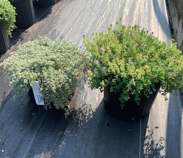 Thymus praecox 'Coccineus' - Creeping Thyme (on right)