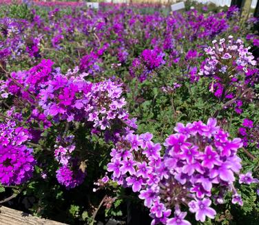 Verbena canadensis 'Homestead Purple'