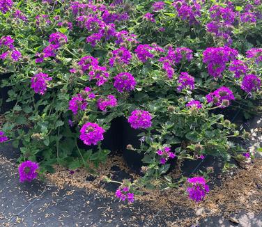 Verbena canadensis 'Homestead Purple' - Clump Verbena from Pleasant Run Nursery