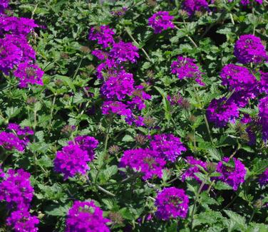 Verbena canadensis Homestead Purple